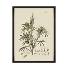 Botanical VI Framed Art