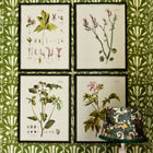 Botanical V Framed Art