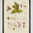 Botanical V Framed Art