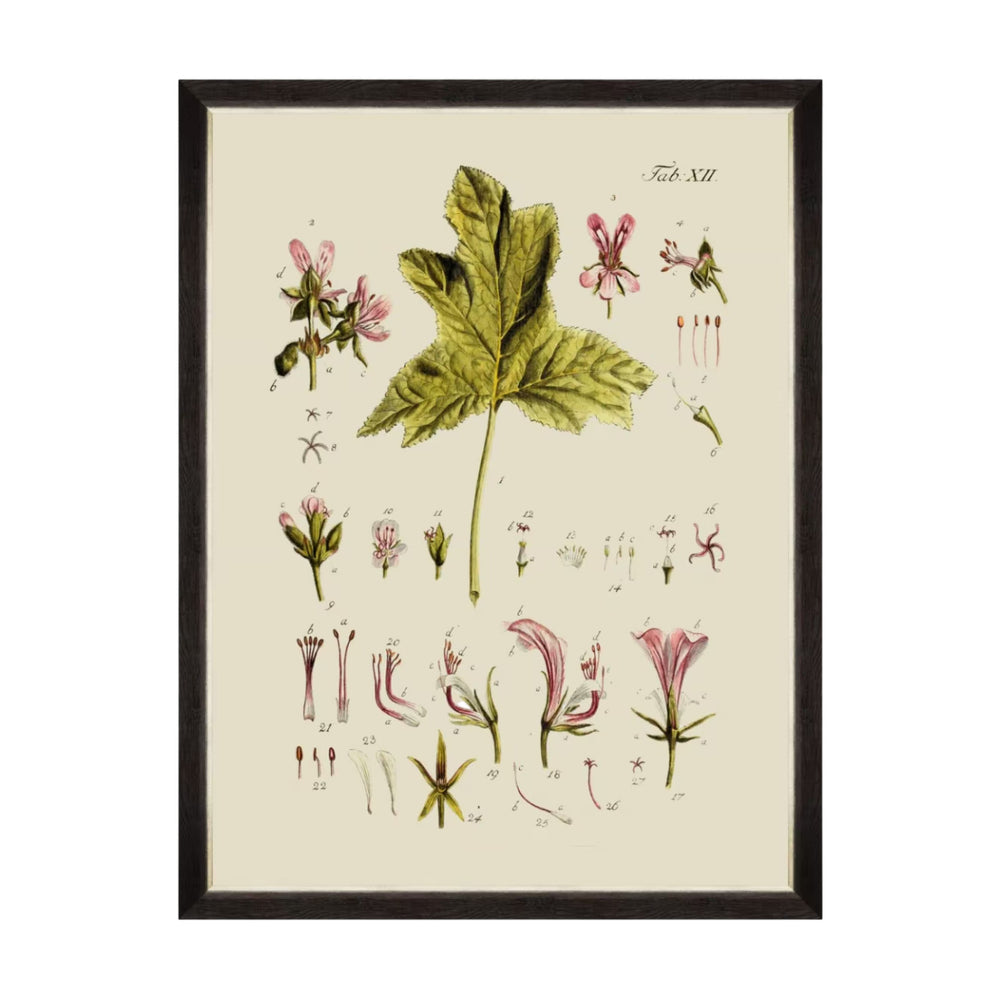 Botanical V Framed Art