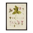 Botanical V Framed Art