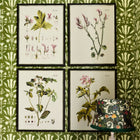 Botanical IV Framed Art