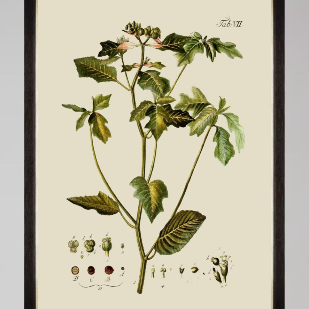 Botanical IV Framed Art
