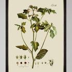 Botanical IV Framed Art