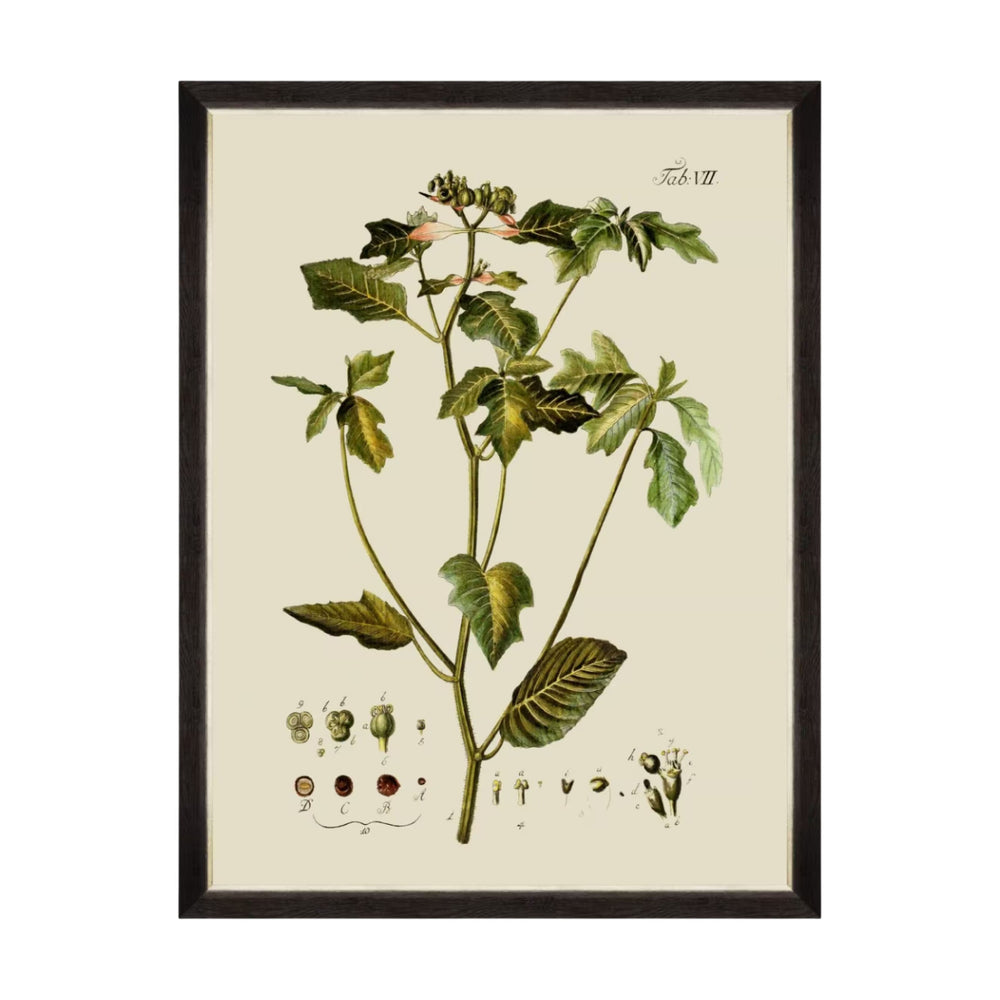 Botanical IV Framed Art