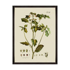 Botanical IV Framed Art