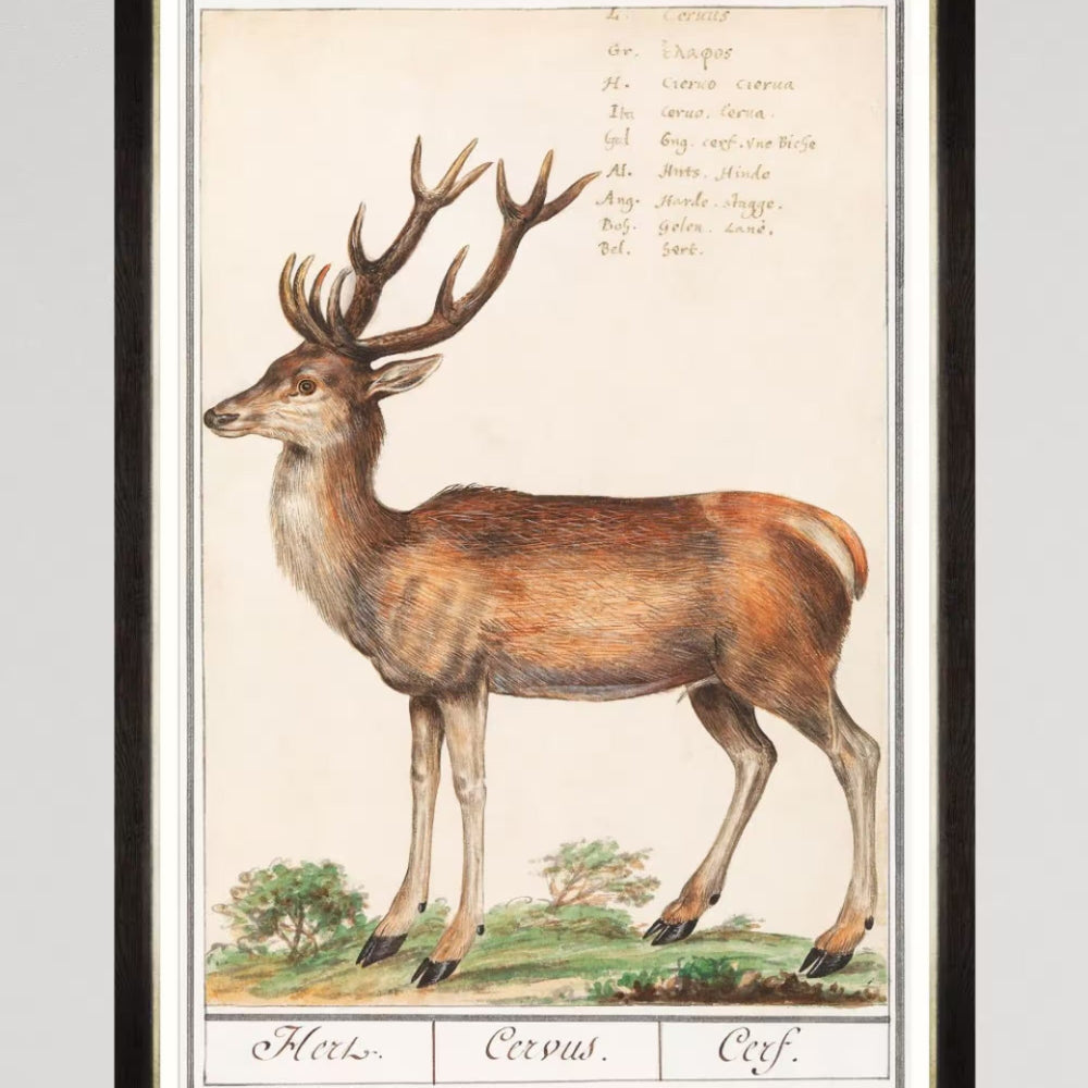 Cervus Framed Art