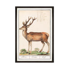 Cervus Framed Art