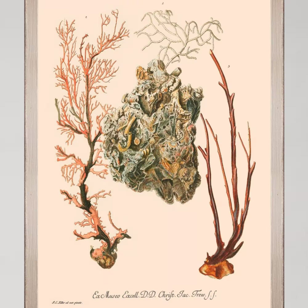 Deliciae Naturae III Framed Art