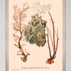 Deliciae Naturae III Framed Art
