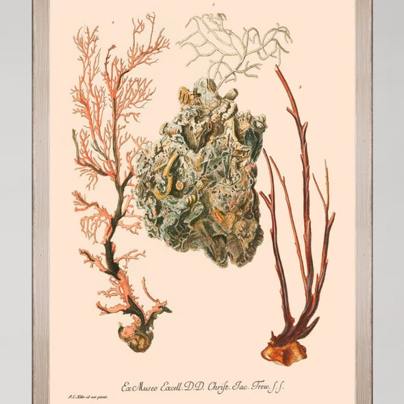 Deliciae Naturae III Framed Art