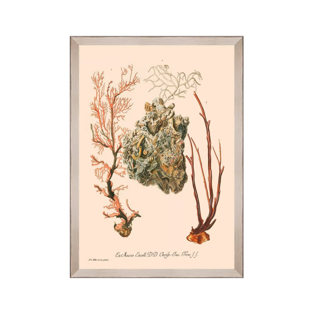 Deliciae Naturae III Framed Art