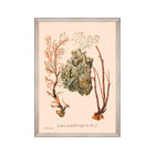 Deliciae Naturae III Framed Art