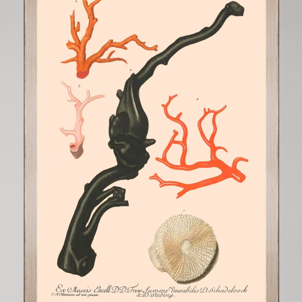 Deliciae Naturae IV Framed Art