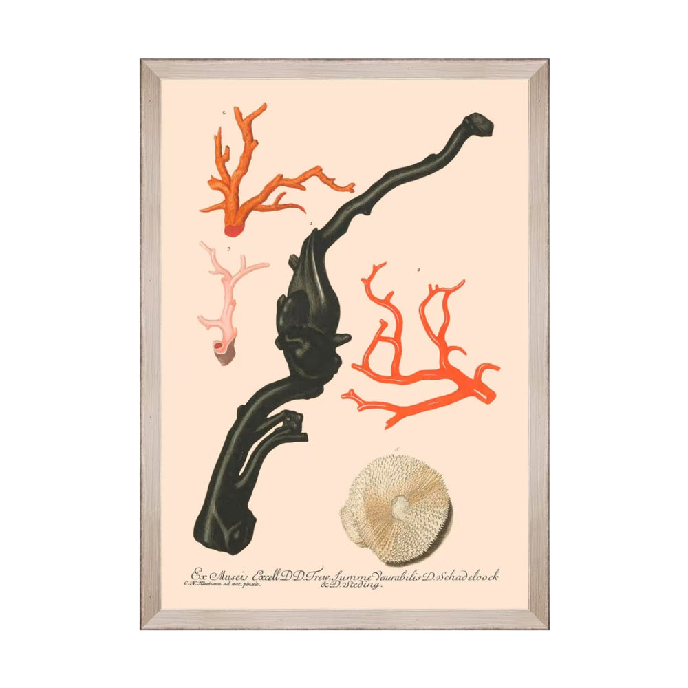 Deliciae Naturae IV Framed Art
