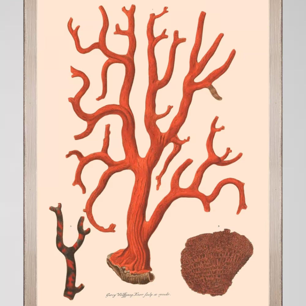 Deliciae Naturae IX Framed Art