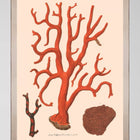 Deliciae Naturae IX Framed Art