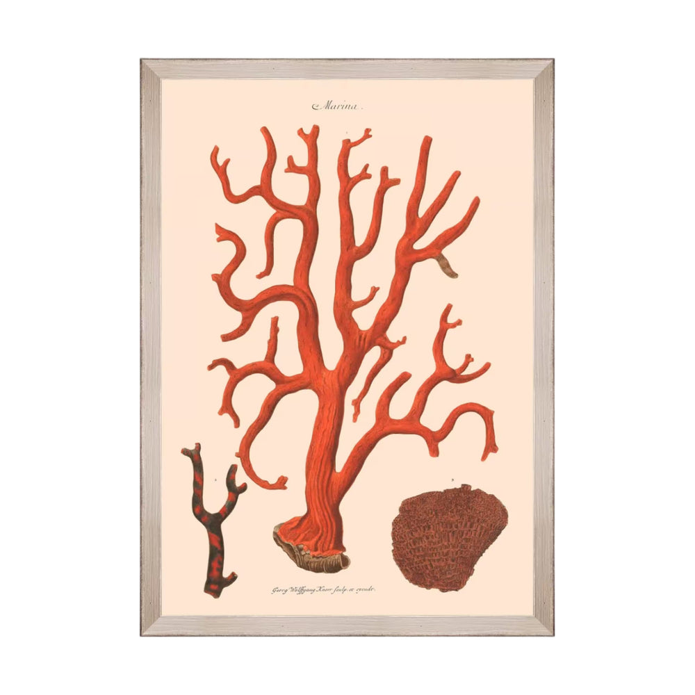 Deliciae Naturae IX Framed Art