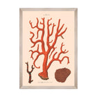 Deliciae Naturae IX Framed Art