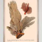 Deliciae Naturae V Framed Art