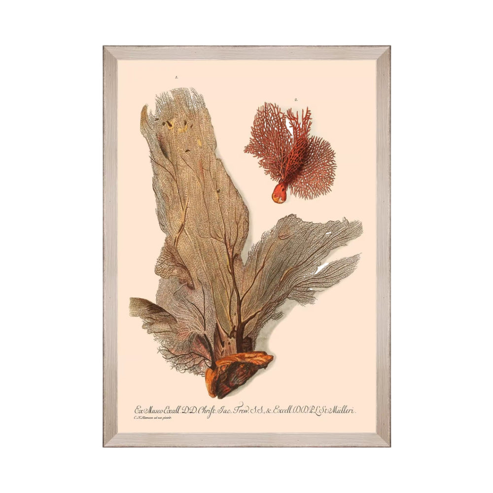Deliciae Naturae V Framed Art