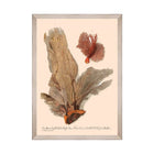 Deliciae Naturae V Framed Art