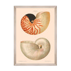 Deliciae Naturae VI Framed Art