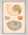 Deliciae Naturae VII Framed Art