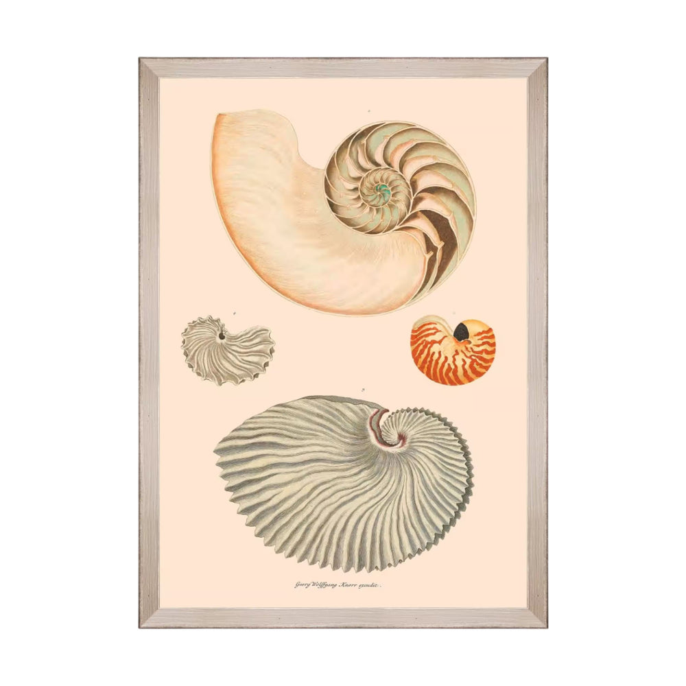 Deliciae Naturae VII Framed Art