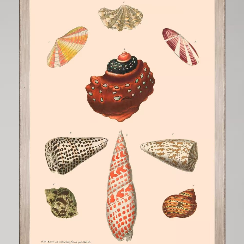 Deliciae Naturae VIII Framed Art