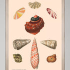 Deliciae Naturae VIII Framed Art