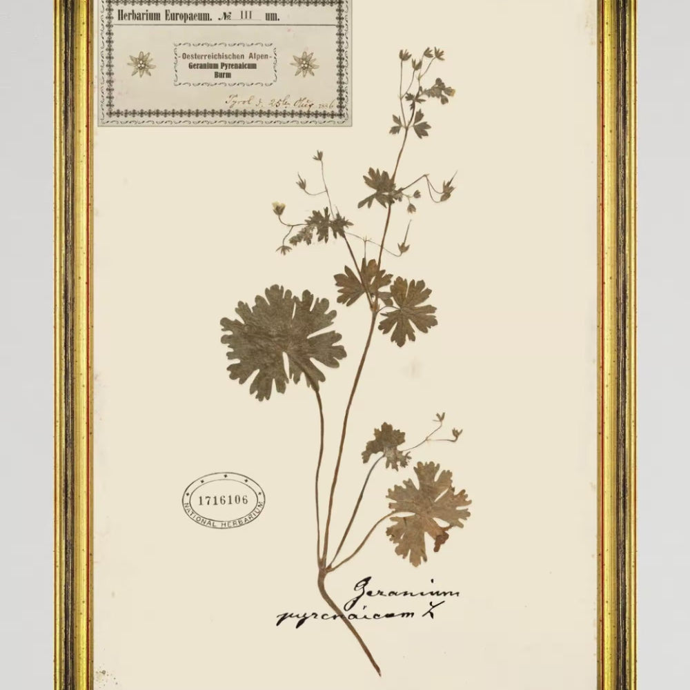 Herbarium Alpinium III Framed Art