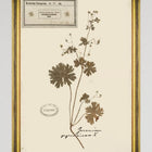 Herbarium Alpinium III Framed Art