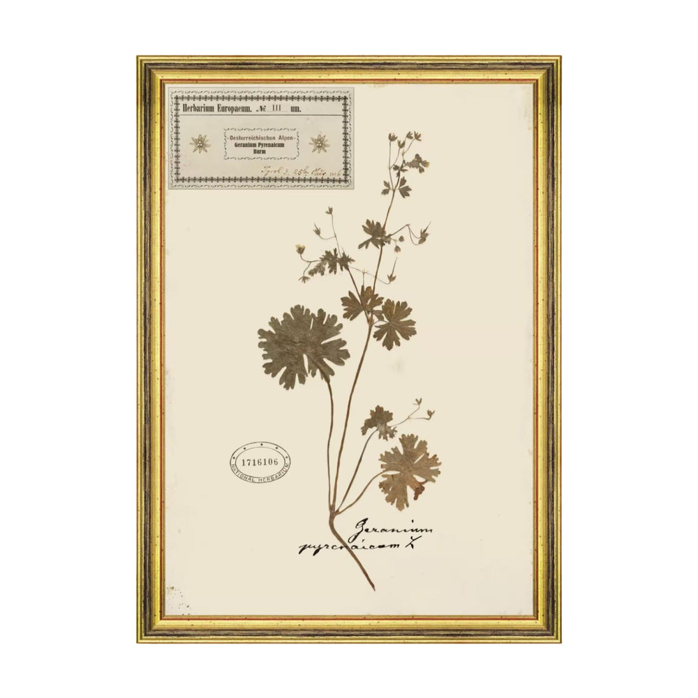 Herbarium Alpinium III Framed Art