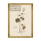 Herbarium Alpinium III Framed Art