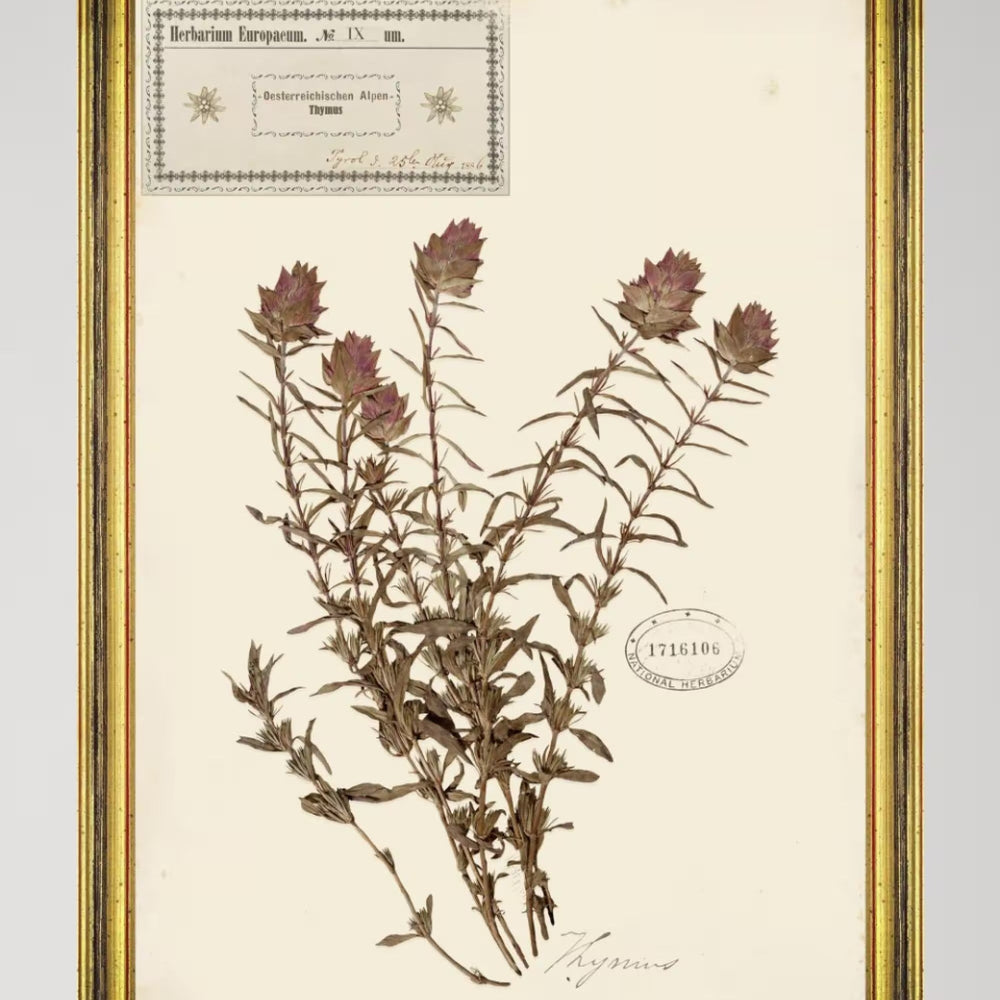 Herbarium Alpinium IX Framed Art