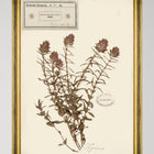 Herbarium Alpinium IX Framed Art