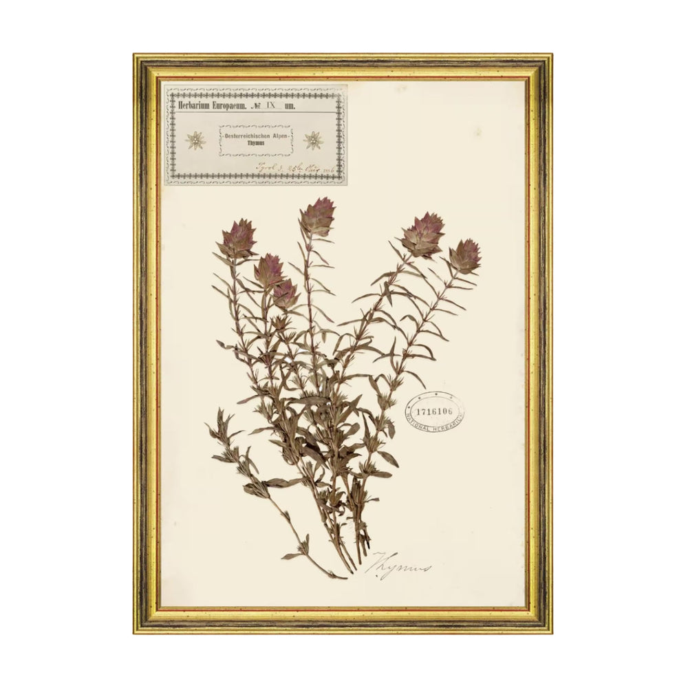 Herbarium Alpinium IX Framed Art