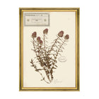 Herbarium Alpinium IX Framed Art