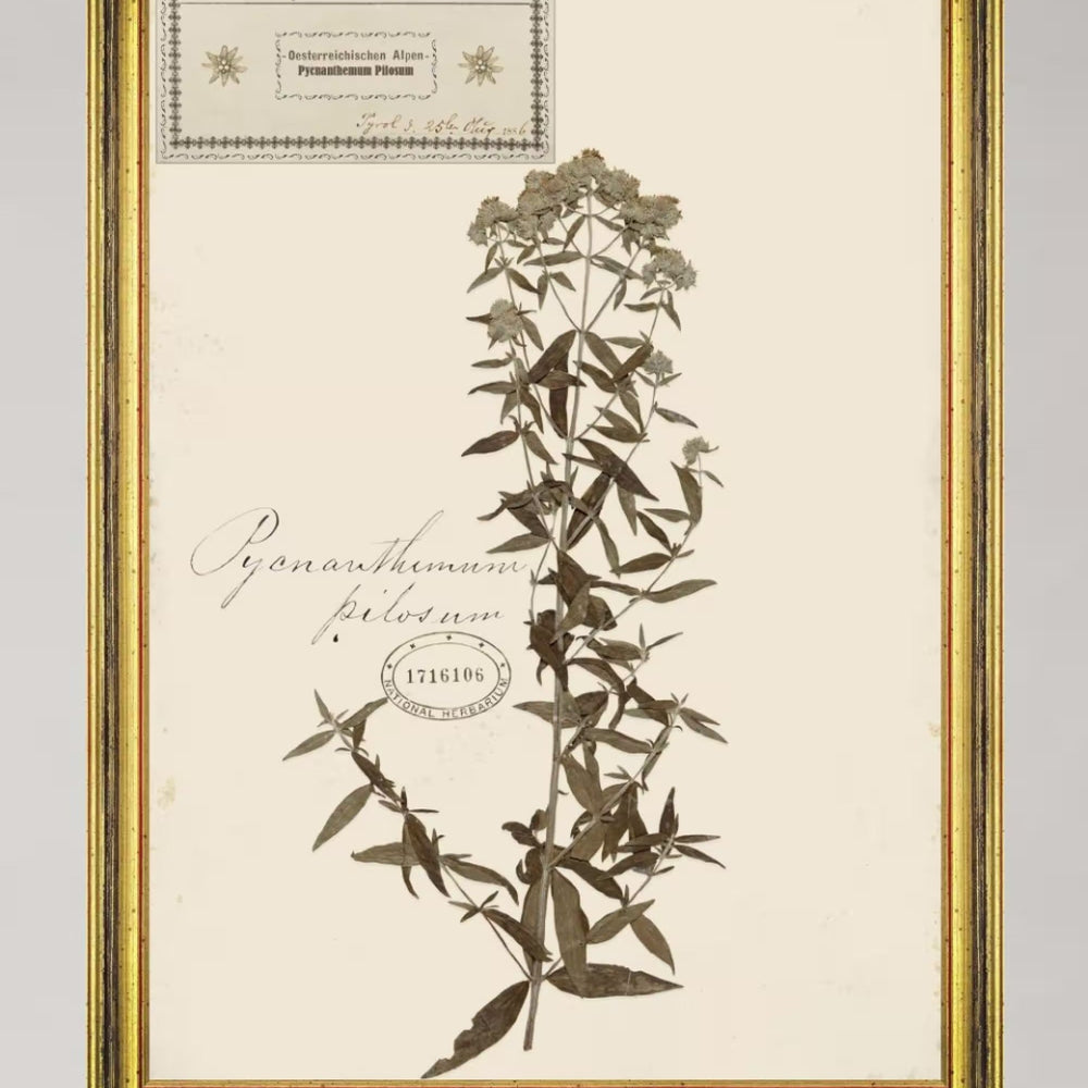 Herbarium Alpinium VI Framed Art