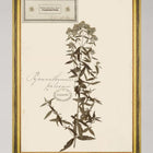 Herbarium Alpinium VI Framed Art