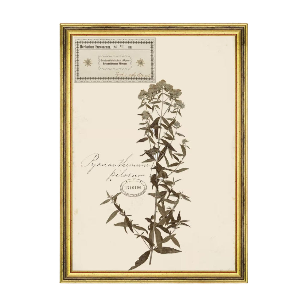Herbarium Alpinium VI Framed Art