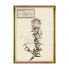 Herbarium Alpinium VI Framed Art