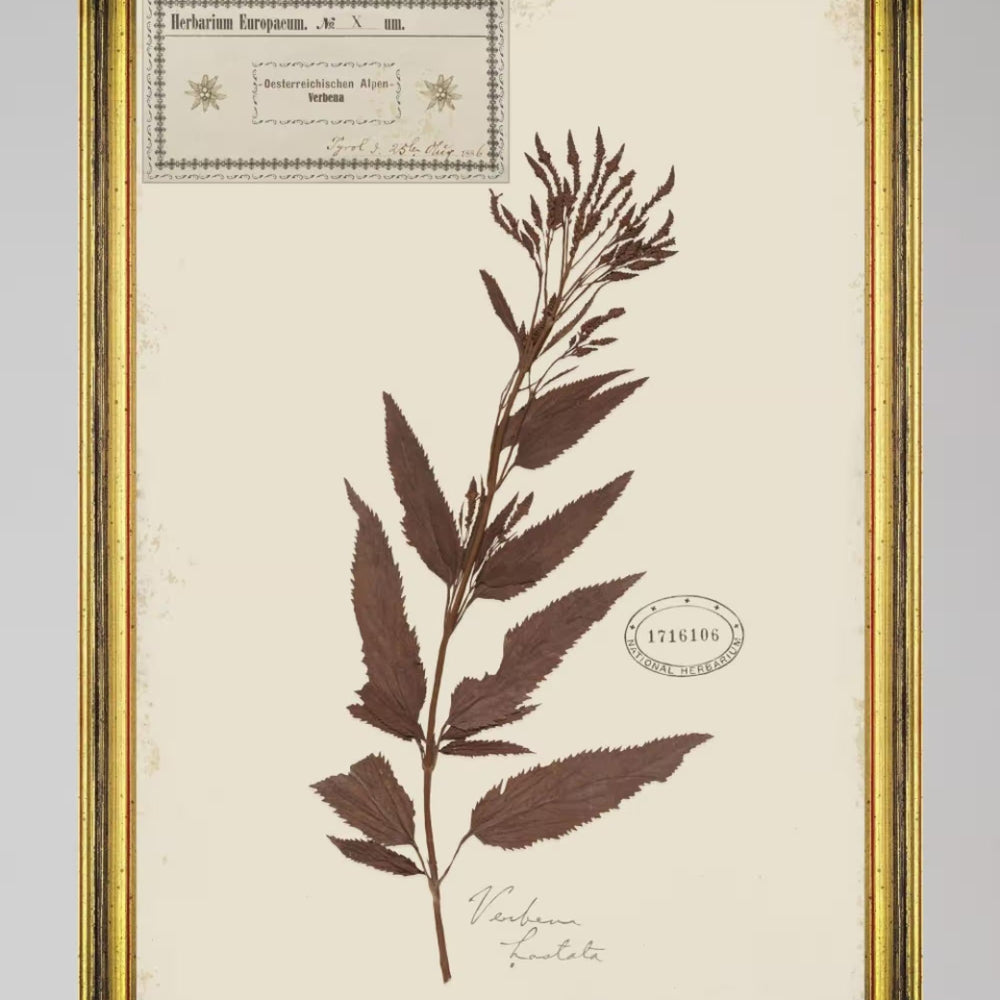 Herbarium Alpinium X Framed Art