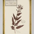 Herbarium Alpinium X Framed Art