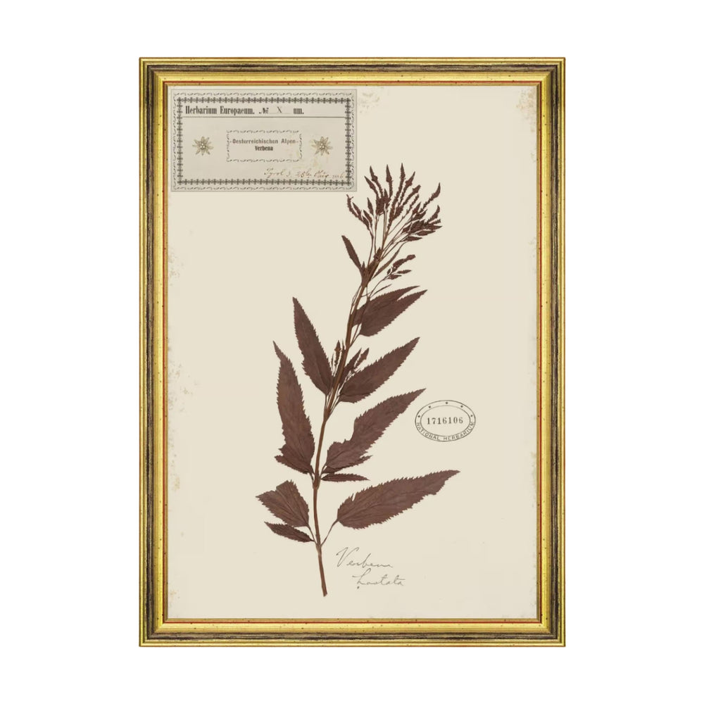 Herbarium Alpinium X Framed Art