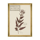 Herbarium Alpinium X Framed Art
