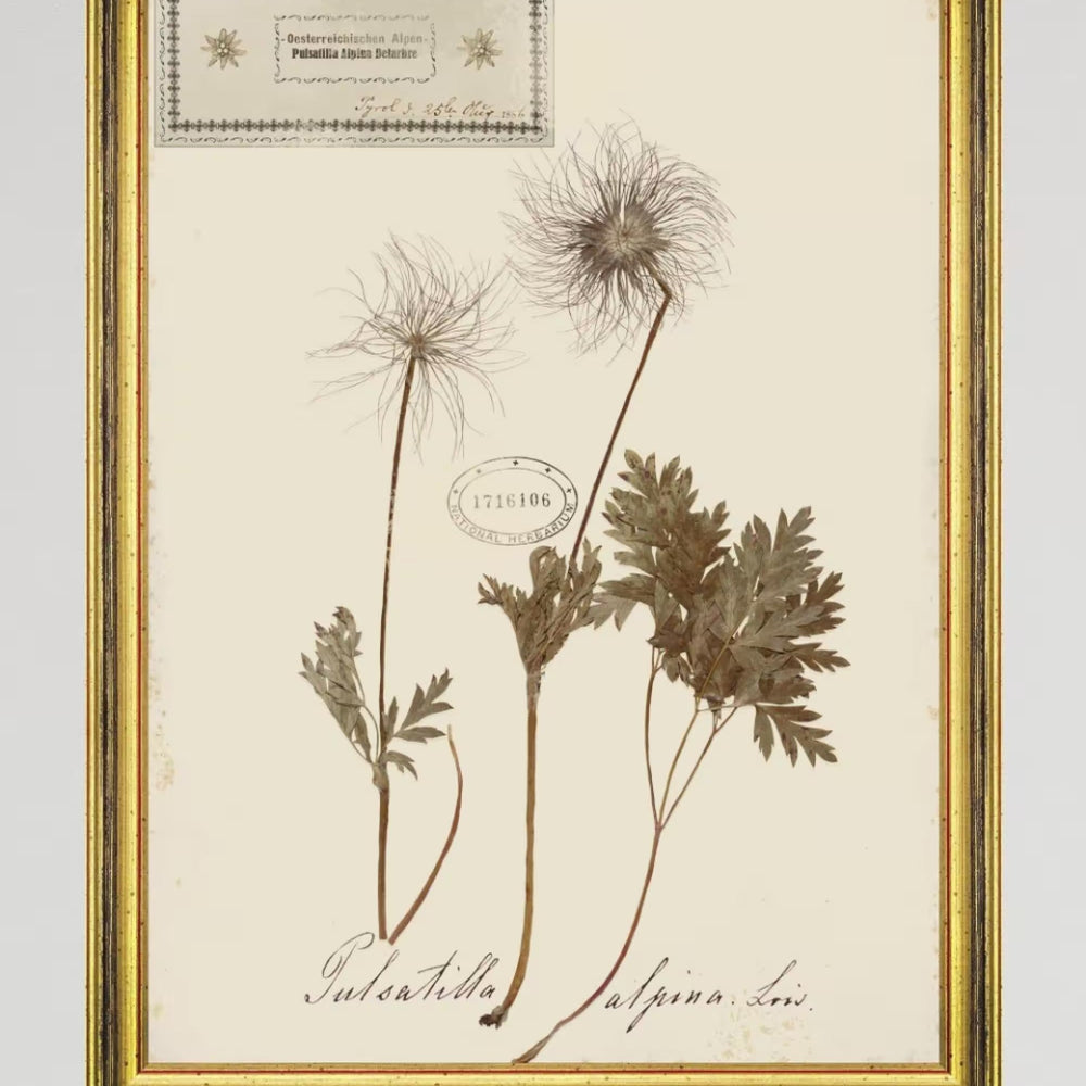 Herbarium Alpinium XI Framed Art