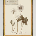 Herbarium Alpinium XI Framed Art