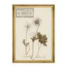 Herbarium Alpinium XI Framed Art